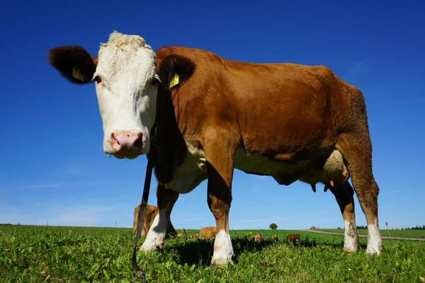 Beef