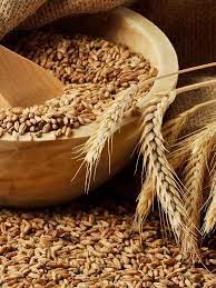 Wheat